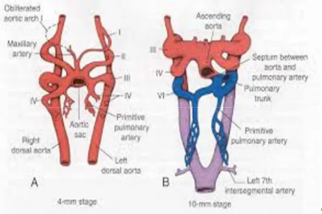Figure 1: La configuration des 6 arcs aortiques embryologique se termine en deux aortes  dorsales