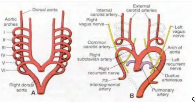 Figure 2: Embryogenèse de l’aorte. 