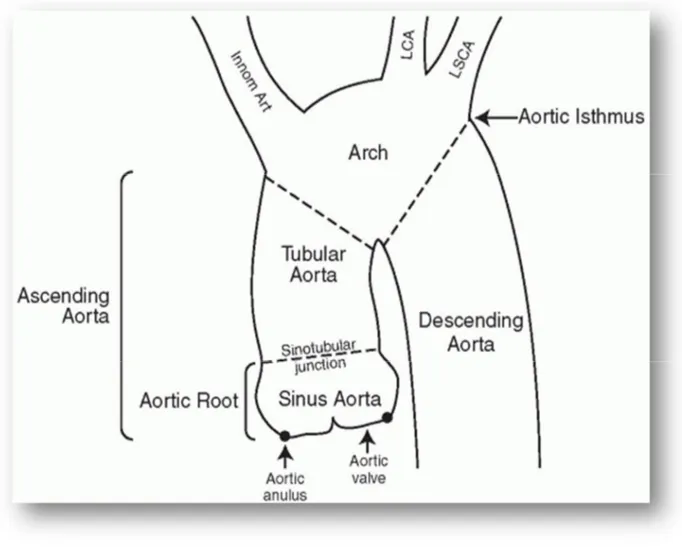 Figure 5: Schéma des différents segments de l’aorte mediastinale ; isthme aortique 