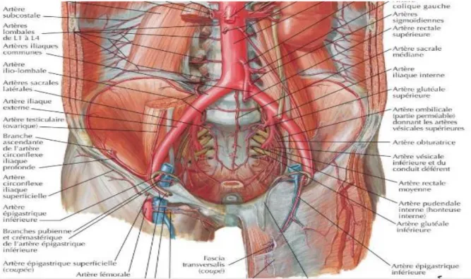 Figure 2: Anatomie des artères iliaques[15] 