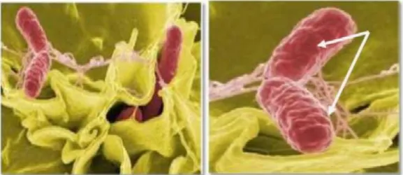 Figure 10: S.typhimurium en rouge &#34; sur une culture de cellules humaines [34] 