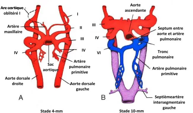 Figure 1: La configuration des 6 arcs aortiques embryologiques. 