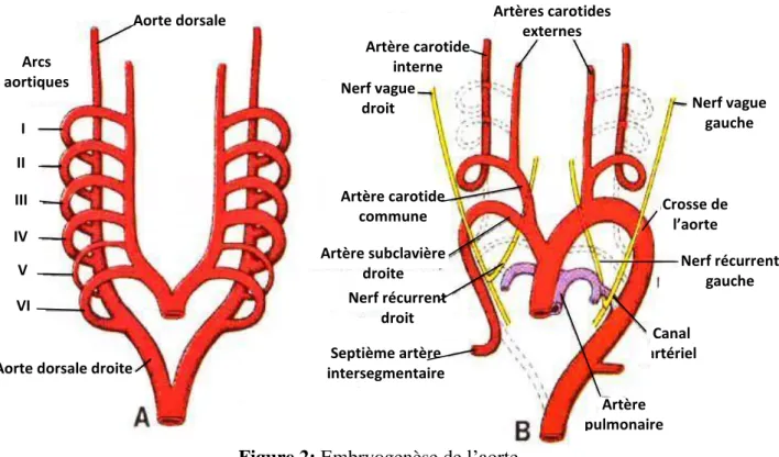 Figure 2: Embryogenèse de l’aorte. 