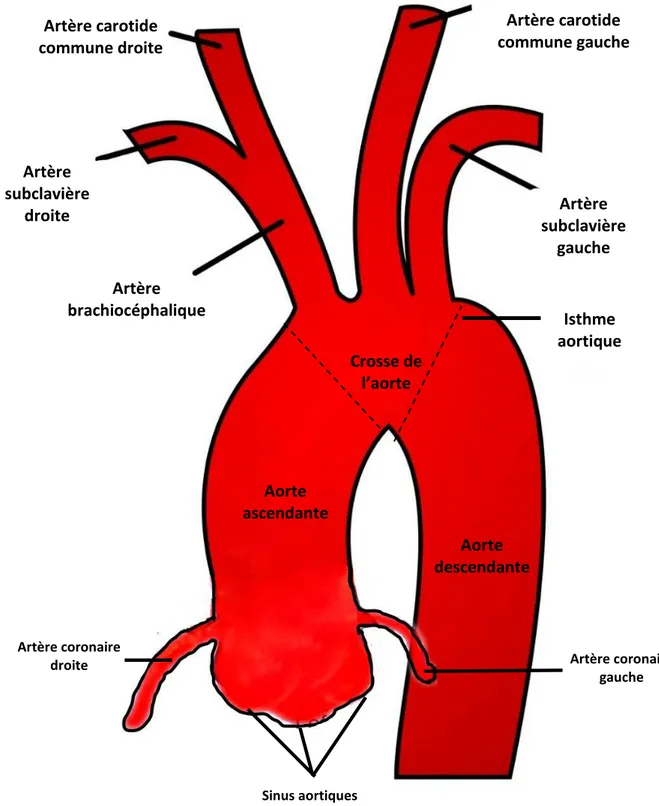 Figure 3: Schéma des différentssegments de l’aorte médiastinale Artère carotide commune droite  Artère carotide  commune gauche Artère subclavière droite Artère brachiocéphalique Crosse de l’aorte Aorte descendante Aorte ascendante Artère subclavière gauch