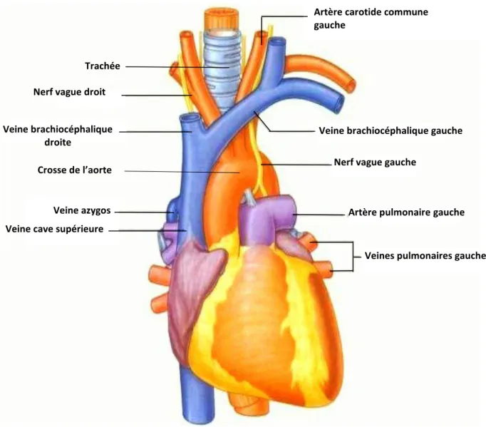 Figure 4: médiastin supérieur après ablation du thymus 