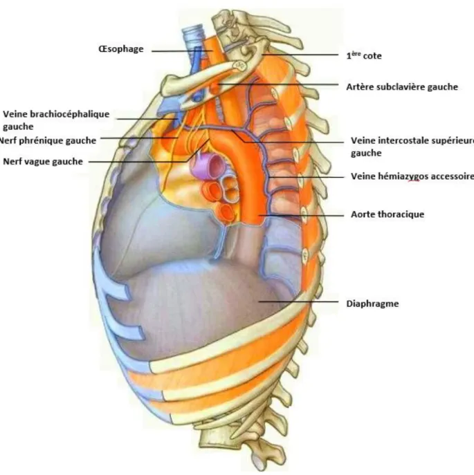 Figure 5: Illustration schématique montrant les rapports de l’aorte thoracique 