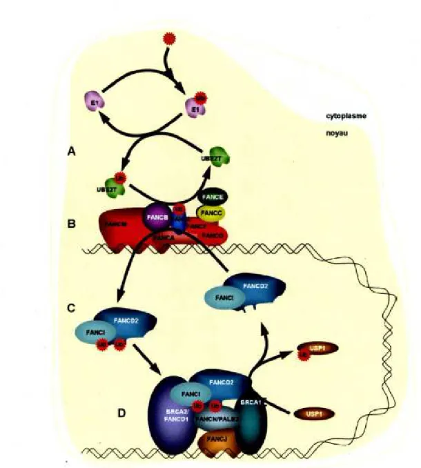 Figure 5 : Voie de l’anémie de Fanconi(49) 