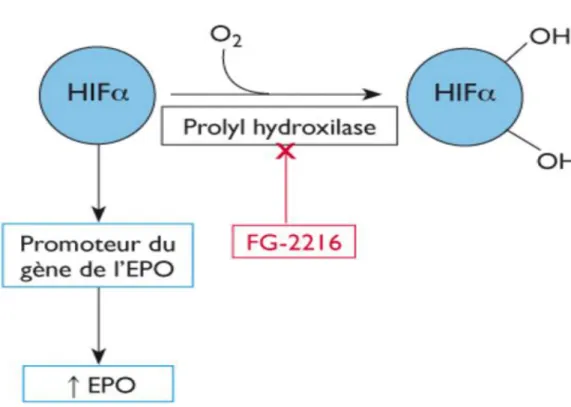 Figure 8: Mode d’action des inhibiteurs de la prolyl hydroxilase 