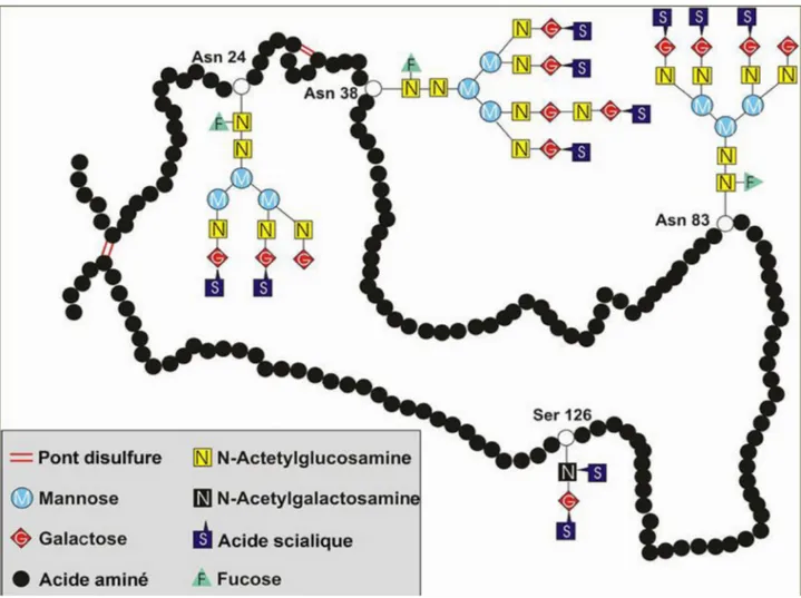 Figure 3: Structure primaire de l'EPO [50]. 