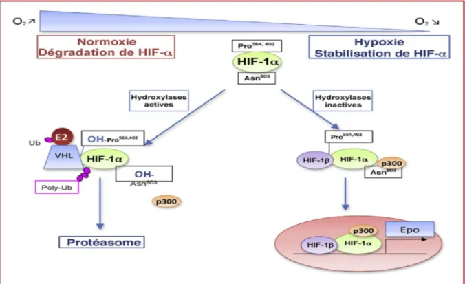 Figure 5: Régulation du facteur Hypoxia Inductible Factor (HIF) en fonction de la pression  d’oxygène