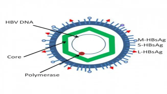 Figure 7 : Virus de l’Hépatite B [24] 