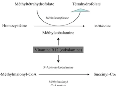 Figure 2 : Réactions métaboliques dans lesquelles sont impliquées les coenzymes de  la vitamine B12 [11] 
