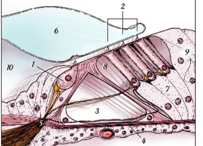 Figure 5 : Représentation schématique d’une coupe transversale de l’organe de Corti (Extrait de 