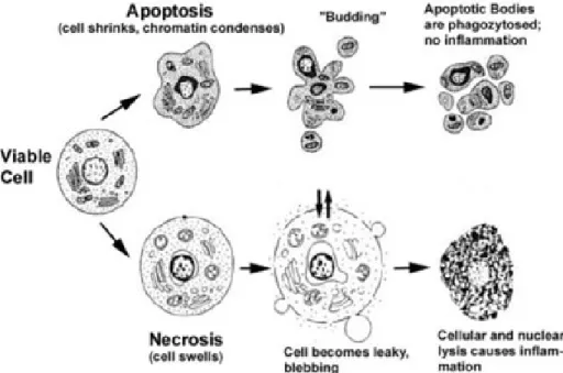 Figure 11 : Différences morphologiques entre cellule apoptotique et cellule nécrotique