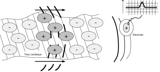 Fig. 7  Mesure d’un front de dépolarisation des cellules cardiaques par une électrode