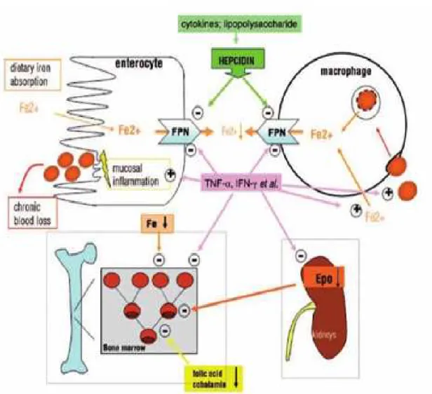 Figure 4: Mécanismes physiopathologiques contribuant à l’anémie par  inflammation chronique [3]