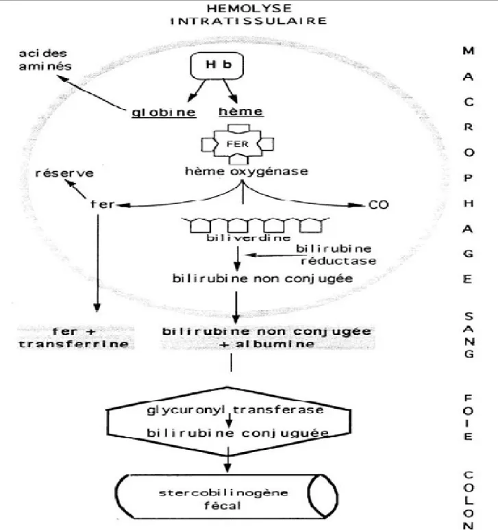 Figure 1 : schéma d’hémolyse  intra tissulaire [9]