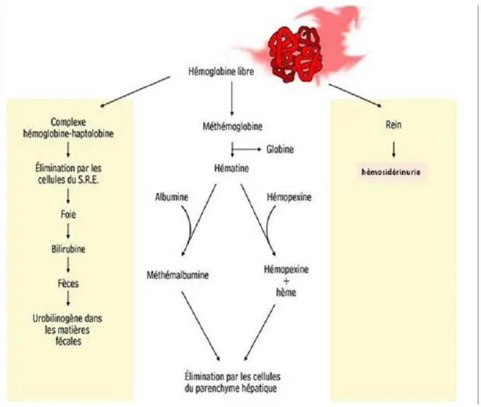 Figure 2: Schéma d’hémolyse intra vasculaire [10]. 