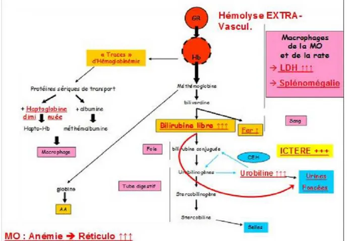 Figure 3 : Hyper-hémolyse extra- vasculaire [13] 