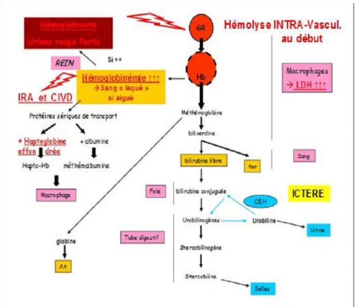 Figure 4: Hyper-hémolyse intra-vasculaire [13]. 