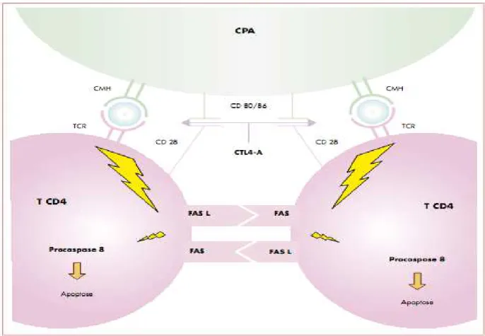 Figure  5 :  Activation  et  inactivation  des  cellules  T.  Les  lymphocytes  auto- auto-réactifs  (T  CD4)  sont  stimulés  par  l’interaction  de  leur  récepteur  (TCR)  avec  l’antigène  lié  au  système  d’histocompatibilité  (CMH)