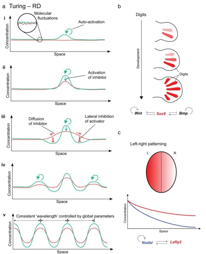 Figure 1. The principles of reaction-diffusion and examples of real patterning systems (adapted from Green and  Sharpe, 2015)