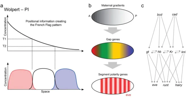 Figure 2. The principles of positional information and examples of real patterning systems (adapted from Green  and Sharpe, 2015) 
