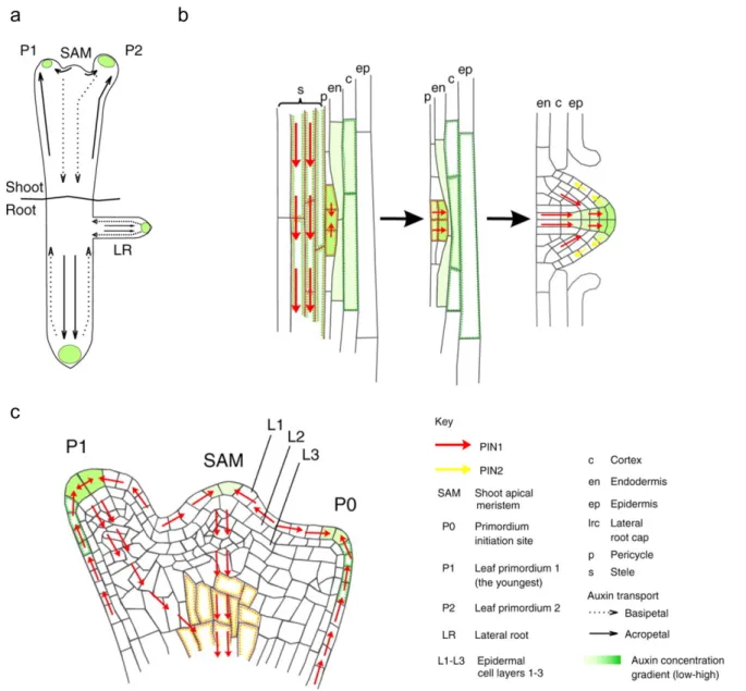 Figure 4. Auxin graded distribution in root and shoot morphogenesis (Petrasek and Friml, 2009)
