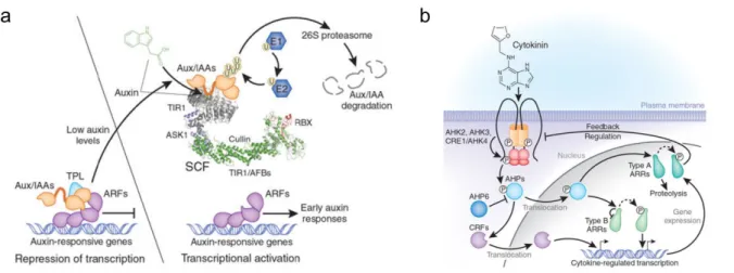 Figure 6. Auxin and cytokinin transduction pathways (adapted from Santner 2009). 