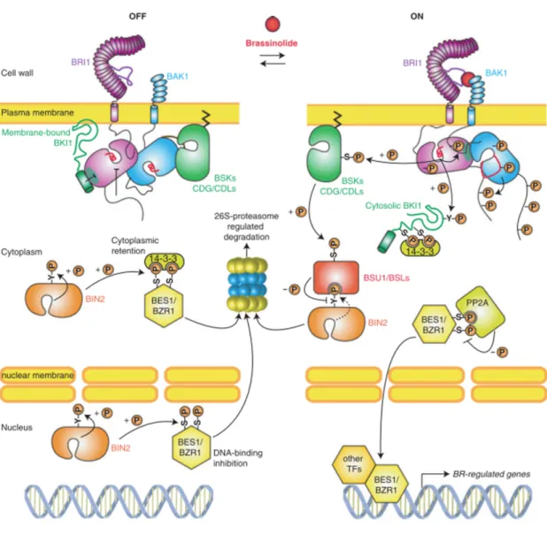 Figure 7. Brassinosteroids signal transduction pathway (adapted from Belkhadir and Jaillais, 2014) 