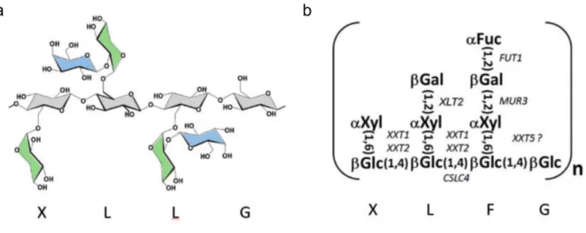 Figure 9. Xyloglucan structure (adapted from Park and Cosgrove, 2015) 