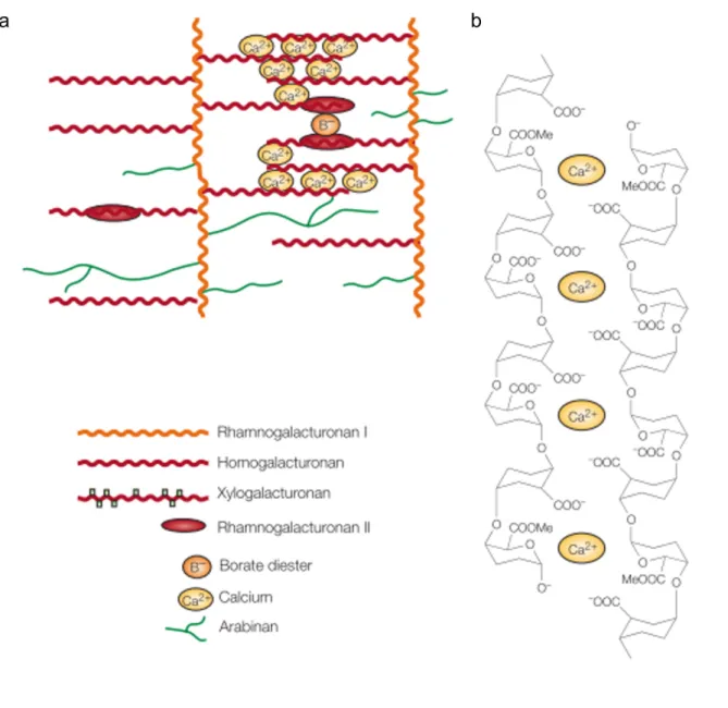 Figure 11. Formation of pectin networks (adapted from Cosgrove, 2005) 