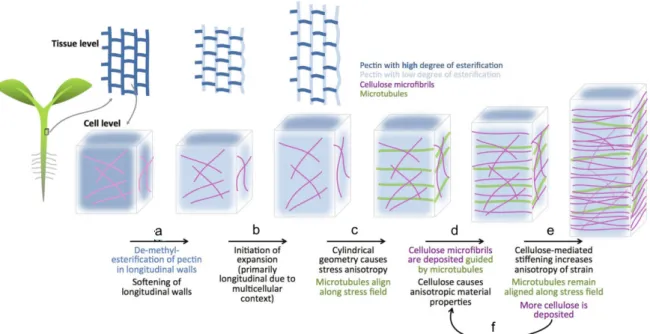 Figure 12. Two-step mechanism for anisotropic plant cell growth (adapted from Bidhendi and Geitmann, 2016)  (a) Longitudinally oriented cell walls soften through pectin de-methyl-esterification