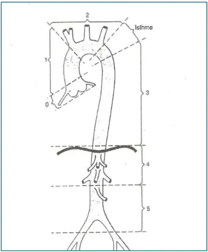 Fig. 6 : représentation schématique des différents segments de l’aorte  [23] 