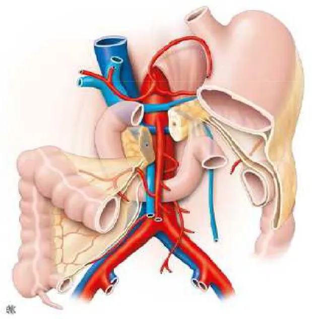 Figure n°1 : Rapport anatomique de l’aorte abdominale (8). 