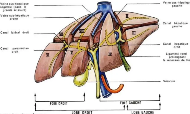 Fig. 9   Segmentation hépatique sur foie étalé ex vivo d’après Couinaud.  