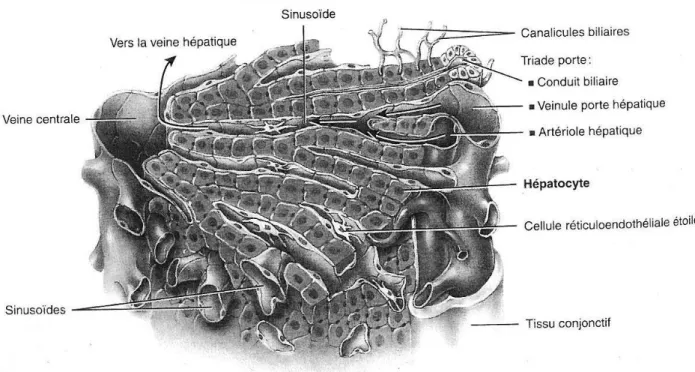 Fig. 12    Vue détaillée d’une partie d’un lobule hépatique.  (152) 