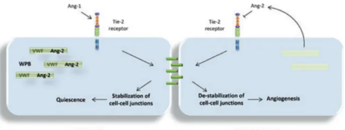 Figure 3 : Schéma expliquant le contrôle de l’angiogenèse par le facteur de  VonWillebrand 