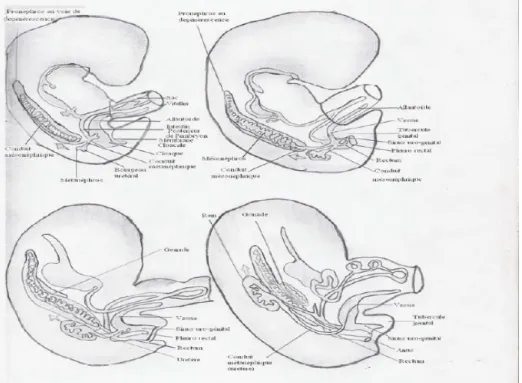 Figure 2. Développement embryologique du système urinaire   d’après Tortora G.J. et Grabowski S.R