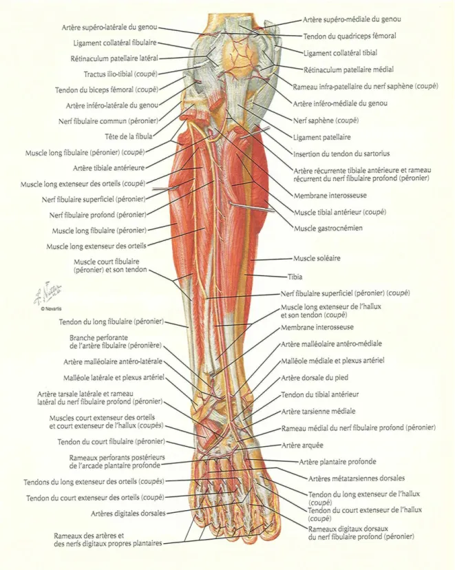 Figure 1 : Vue antérieure des muscles de la jambe et des axes vasculaires (dissection 
