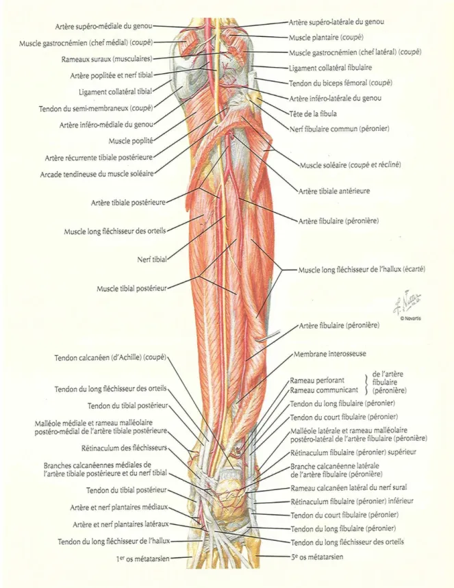 Figure 2 : Vue postérieure des muscles de la jambe et des axes vasculaires (dissection 