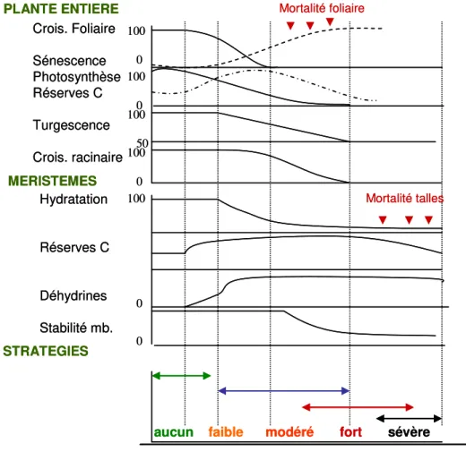 Figure 1-12. Réponses des Poacées au déficit hydrique à l’échelle de la plante entière et des méristèmes foliaires  (source : Volaire et al., 2009) 