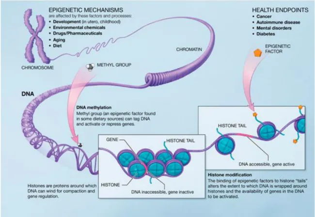 Figure 8: Overview on epigenetic targets 