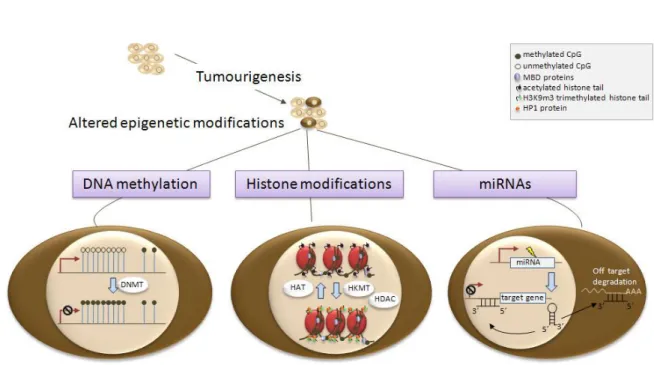 Figure 9: Epigenetic modifications, such as histone acetylation and methylation, and  DNA  methylation,  open  or  close  the  chromatin  structure,  thus  controlling  gene  expression  or  repression