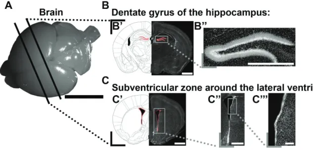 Figure 4. Nucleoside analogs reveal two sites of persistent postnatal germinal activity
