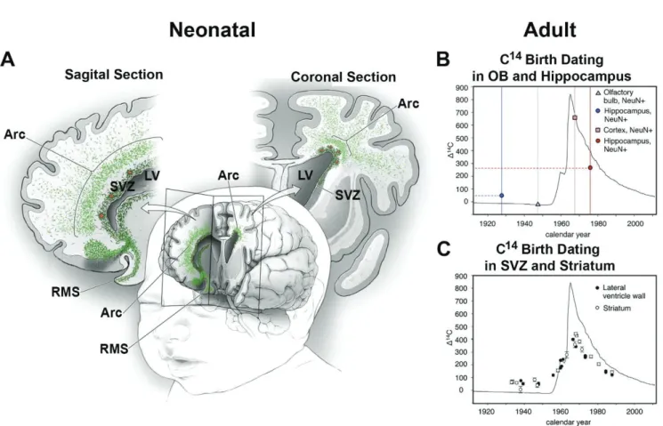 Figure 6. Migration pattern in the neonatal and adult human forebrain. 