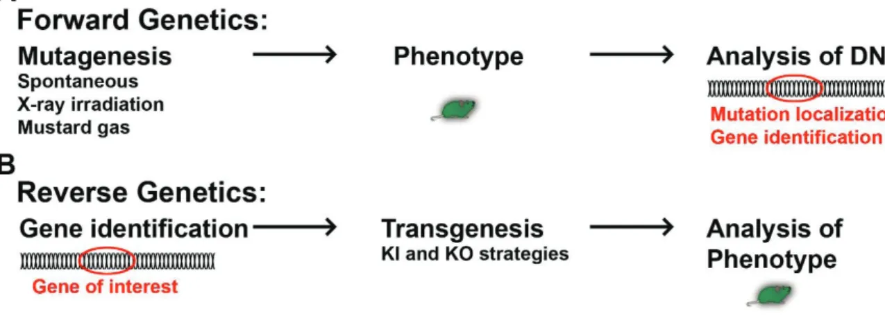 Figure 8. Illustration of the principles of forward and reverse genetics. 