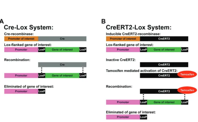 Figure 9. Temporal and spatial genetic manipulations using the Cre-Lox system. 