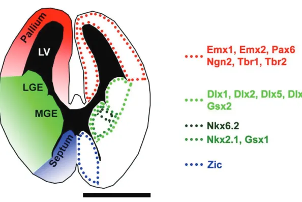 Figure 10. Illustration of regionalized TFs expression in the embryonic forebrain. 