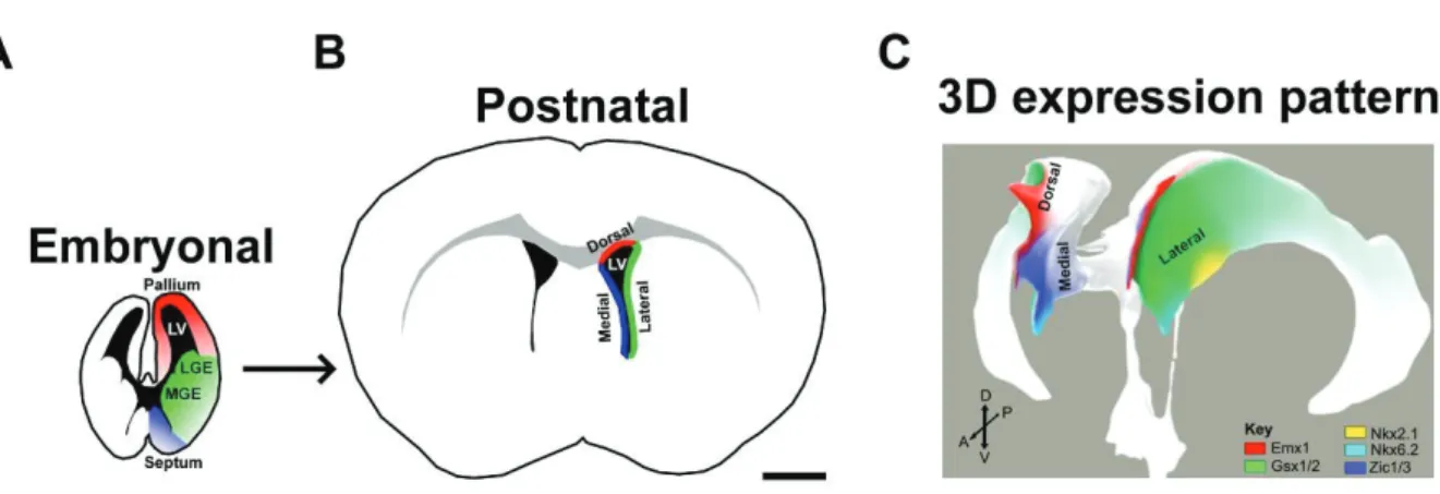 Figure 12. Embryonic regionalization is retained postnatally. 